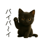 可愛い黒猫の日常スタンプ！3Dリアル（個別スタンプ：12）