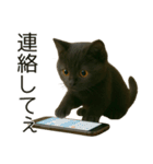 可愛い黒猫の日常スタンプ！3Dリアル（個別スタンプ：13）