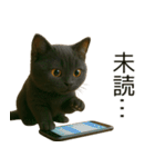 可愛い黒猫の日常スタンプ！3Dリアル（個別スタンプ：14）