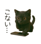 可愛い黒猫の日常スタンプ！3Dリアル（個別スタンプ：15）