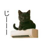 可愛い黒猫の日常スタンプ！3Dリアル（個別スタンプ：17）