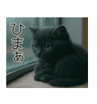 可愛い黒猫の日常スタンプ！3Dリアル（個別スタンプ：18）
