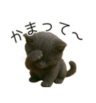 可愛い黒猫の日常スタンプ！3Dリアル（個別スタンプ：19）