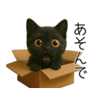 可愛い黒猫の日常スタンプ！3Dリアル（個別スタンプ：20）