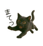 可愛い黒猫の日常スタンプ！3Dリアル（個別スタンプ：21）