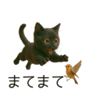 可愛い黒猫の日常スタンプ！3Dリアル（個別スタンプ：23）