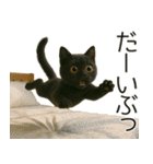 可愛い黒猫の日常スタンプ！3Dリアル（個別スタンプ：24）
