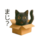 可愛い黒猫の日常スタンプ！3Dリアル（個別スタンプ：29）