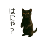 可愛い黒猫の日常スタンプ！3Dリアル（個別スタンプ：31）