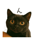 可愛い黒猫の日常スタンプ！3Dリアル（個別スタンプ：32）