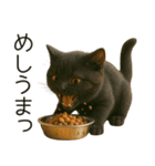 可愛い黒猫の日常スタンプ！3Dリアル（個別スタンプ：33）