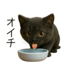 可愛い黒猫の日常スタンプ！3Dリアル（個別スタンプ：34）