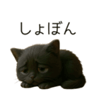 可愛い黒猫の日常スタンプ！3Dリアル（個別スタンプ：38）