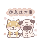 ★敬語★パグぼん（個別スタンプ：25）