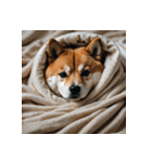 柴犬の日常1（個別スタンプ：24）