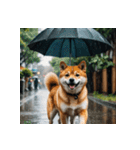 柴犬の日常1（個別スタンプ：25）