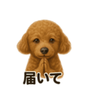 お祈りするトイプードル（個別スタンプ：11）