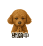お祈りするトイプードル（個別スタンプ：16）