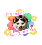 ニーとチョビ（個別スタンプ：4）