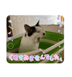 ニーとチョビ（個別スタンプ：18）