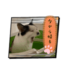 ニーとチョビ（個別スタンプ：22）