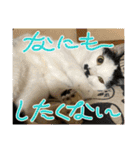 ニーとチョビ（個別スタンプ：37）