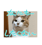 ニーとチョビ（個別スタンプ：38）