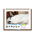 ニーとチョビ（個別スタンプ：39）