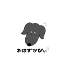 黒ダックスちゃん（個別スタンプ：1）