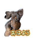 ぎんどんLIFE（個別スタンプ：5）