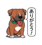 ピットブルのロイとティト（個別スタンプ：1）