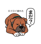 ピットブルのロイとティト（個別スタンプ：14）