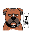 ピットブルのロイとティト（個別スタンプ：15）