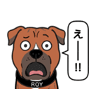 ピットブルのロイとティト（個別スタンプ：16）