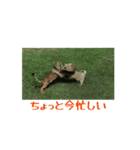リアルな動く動物スタンプ（個別スタンプ：1）