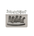 リアルな動く動物スタンプ（個別スタンプ：6）