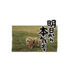 リアルな動く動物スタンプ（個別スタンプ：8）