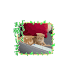 ニャンズの相棒1（個別スタンプ：4）