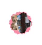 ニャンズの相棒1（個別スタンプ：7）