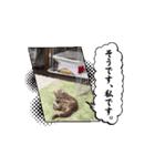 ニャンズの相棒1（個別スタンプ：9）
