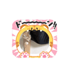 ニャンズの相棒1（個別スタンプ：13）