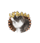 ニャンズの相棒1（個別スタンプ：14）