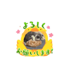 ニャンズの相棒1（個別スタンプ：16）