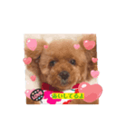 P P Poodle 可愛いトイプードル（個別スタンプ：1）