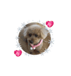 P P Poodle 可愛いトイプードル（個別スタンプ：3）