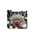 P P Poodle 可愛いトイプードル（個別スタンプ：4）