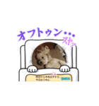 P P Poodle 可愛いトイプードル（個別スタンプ：5）