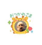 P P Poodle 可愛いトイプードル（個別スタンプ：6）