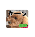 P P Poodle 可愛いトイプードル（個別スタンプ：7）