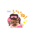 P P Poodle 可愛いトイプードル（個別スタンプ：8）